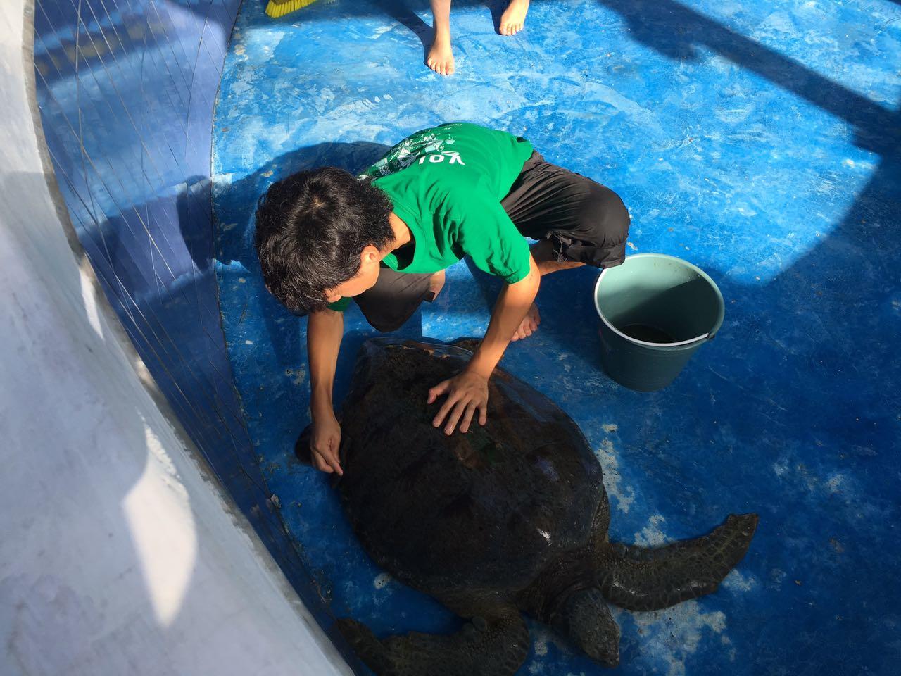 A Projects Abroad volunteer cleans a turtle in Mexico A volunteer cleans a sea turtle in Mexsico on a project for teenagers